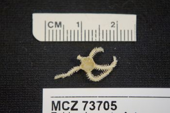 Media type: image; Invertebrate Zoology 73705